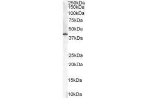 Western Blotting (WB) image for Hydroxy-delta-5-Steroid Dehydrogenase, 3 beta- and Steroid delta-Isomerase 1 (HSD3B1) peptide (ABIN368919) (Hydroxy-delta-5-Steroid Dehydrogenase, 3 beta- and Steroid delta-Isomerase 1 (HSD3B1) Peptid)