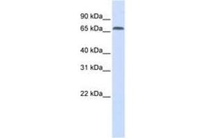 Image no. 1 for anti-Interferon Regulatory Factor 2 Binding Protein 1 (IRF2BP1) (AA 468-517) antibody (ABIN6741307) (IRF2BP1 Antikörper  (AA 468-517))