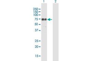 Western Blot analysis of FRS2 expression in transfected 293T cell line by FRS2 MaxPab polyclonal antibody. (FRS2 Antikörper  (AA 1-512))