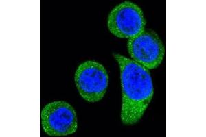 Immunofluorescence (IF) image for anti-Corticotropin Releasing Hormone Receptor 2 (CRHR2) antibody (ABIN3002799) (CRHR2 Antikörper)