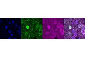 Immunohistochemistry (IHC) image for anti-Purkinje Cell Protein 4 (PCP4) antibody (ABIN7456002) (PCP4 Antikörper)