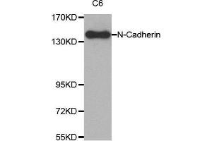 Western blot analysis of extracts from C6 cell lysate using N-cadherin antibody. (N-Cadherin Antikörper  (AA 750-850))