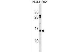 Western Blotting (WB) image for anti-Histone H2B Type 2-F (HIST2H2BF) antibody (ABIN2998663) (HIST2H2BF Antikörper)