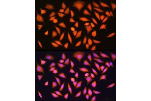 Immunofluorescence analysis of L929 cells using [KO Validated] HINT1 Rabbit pAb  at dilution of 1:100 (40x lens). (HINT1 Antikörper  (AA 1-126))