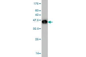 Western Blotting (WB) image for anti-Four and A Half LIM Domains 1 (FHL1) (AA 23-120) antibody (ABIN560899)