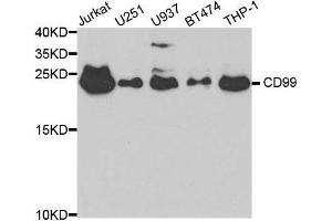 Western blot analysis of extracts of various cell lines, using CD99 antibody. (CD99 Antikörper  (AA 23-185))