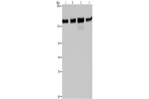 Western Blotting (WB) image for anti-Golgin A2 (GOLGA2) antibody (ABIN2423554) (Golgin A2 (GOLGA2) Antikörper)