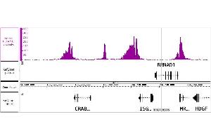 ChIP DNA-Sequencing (ChIP-seq) image for anti-Histone 3 (H3) (3meLys4) antibody (ABIN6971977)