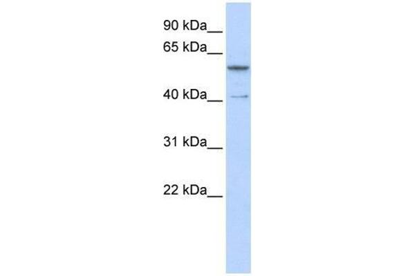 ZNF284 Antikörper  (C-Term)