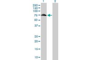 Lane 1: GYG2 transfected lysate ( 52. (GYG2 293T Cell Transient Overexpression Lysate(Denatured))