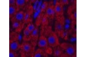 Immunofluorescence analysis of Rat liver tissue using CYCS Monoclonal Antibody at dilution of 1:200. (Cytochrome C Antikörper)