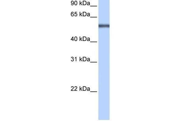 LRRC8E Antikörper  (Middle Region)