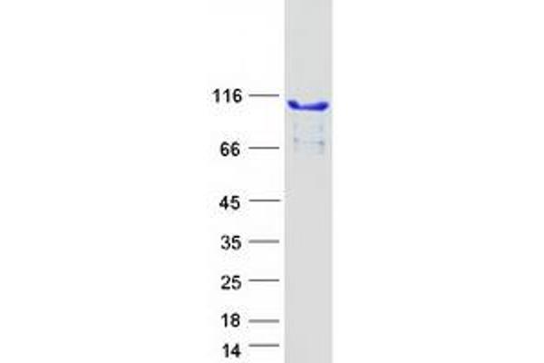 PGBD1 Protein (Myc-DYKDDDDK Tag)