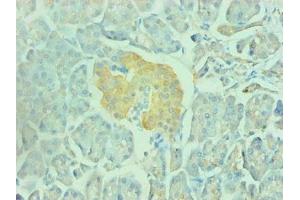 Immunohistochemical of paraffin-embedded human pancreas using ABIN7151798 at dilution of 1:200 (ENO2/NSE Antikörper)