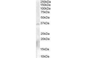 Western Blotting (WB) image for Nanos Homolog 1 (NANOS1) peptide (ABIN369852) (Nanos Homolog 1 (NANOS1) Peptid)