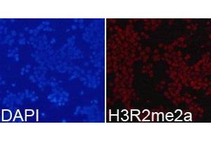 Immunofluorescence (IF) image for anti-Histone 3 (H3) (H3R2me2a) antibody (ABIN1873014) (Histone 3 Antikörper  (H3R2me2a))