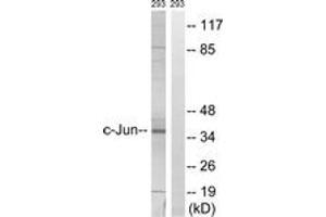 Western blot analysis of extracts from 293 cells, using c-Jun (Ab-63) Antibody. (C-JUN Antikörper  (AA 31-80))