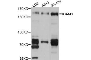 Western blot analysis of extracts of various cell lines, using ICAM3 antibody (ABIN5972101) at 1/1000 dilution. (ICAM-3/CD50 Antikörper)