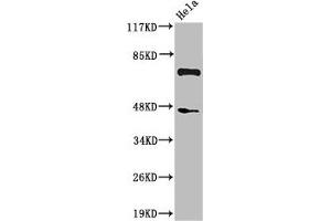 Western Blot analysis of HeLa cells using Cleaved-C1s HC (R437) Polyclonal Antibody (C1S Antikörper  (Cleaved-Arg437))