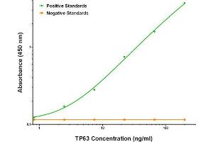 ELISA image for anti-Tumor Protein P63 (TP63) antibody (ABIN2672157) (p63 Antikörper)