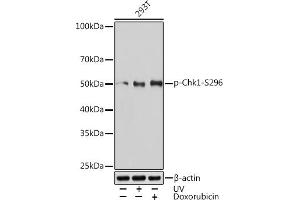 Western blot analysis of extracts of 293T cells, using Phospho-Chk1-S296 Rabbit mAb (ABIN7266292) at 1:1000 dilution. (CHEK1 Antikörper  (pSer296))