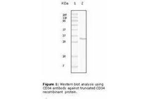 Image no. 1 for anti-CD34 (CD34) antibody (ABIN232132) (CD34 Antikörper)