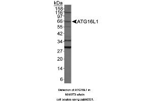 Image no. 1 for anti-ATG16 Autophagy Related 16-Like 1 (ATG16L1) (AA 1-100) antibody (ABIN363640) (ATG16L1 Antikörper  (AA 1-100))