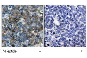 Image no. 1 for anti-Vasodilator-Stimulated phosphoprotein (VASP) (pSer157) antibody (ABIN196950) (VASP Antikörper  (pSer157))