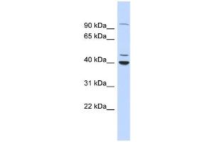 WB Suggested Anti-CTBP1 Antibody Titration:  0. (CTBP1 Antikörper  (N-Term))
