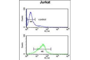 Flow cytometric analysis of Jurkat cells (bottom histogram) compared to a negative control cell (top histogram). (RBM14 Antikörper  (AA 193-223))