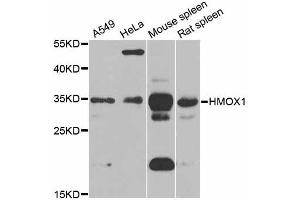 Western blot analysis of extracts of various cell lines, using HMOX1 antibody (ABIN5997912) at 1/1000 dilution. (HMOX1 Antikörper)