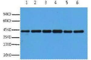 Western Blotting (WB) image for anti-Actin, beta (ACTB) antibody (ABIN3181257) (beta Actin Antikörper)