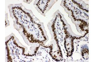 Anti- Nucleophosmin Picoband antibody,IHC(P) IHC(P): Mouse Intestine Tissue (NPM1 Antikörper  (AA 1-294))