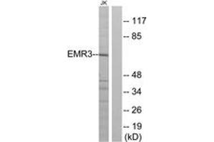 Western blot analysis of extracts from Jurkat cells, using EMR3 Antibody. (EMR3 Antikörper  (AA 603-652))