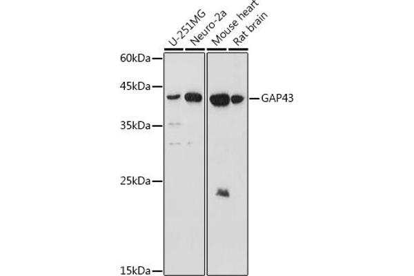 GAP43 Antikörper  (AA 1-238)