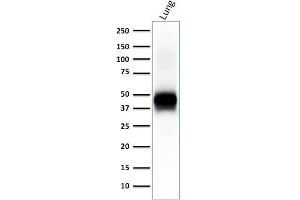 Western Blotting (WB) image for anti-Epithelial Cell Adhesion Molecule (EPCAM) (AA 100-224), (Extracellular Domain) antibody (ABIN6939996)