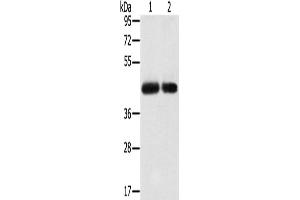 Western Blotting (WB) image for anti-Solute Carrier Family 16 (Monocarboxylic Acid Transporters), Member 3 (SLC16A3) antibody (ABIN2427200) (SLC16A3 Antikörper)
