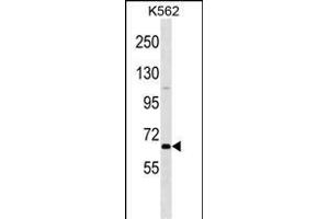 POU2F1 Antibody (N-term) (ABIN1538858 and ABIN2849811) western blot analysis in K562 cell line lysates (35 μg/lane). (POU2F1 Antikörper  (N-Term))