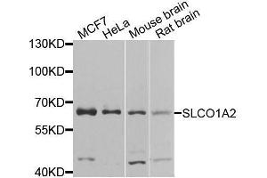 Western blot analysis of extracts of various cell lines, using SLCO1A2 antibody (ABIN5974861) at 1/1000 dilution. (SLCO1A2 Antikörper)