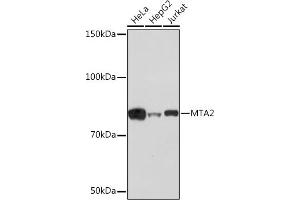 Western blot analysis of extracts of various cell lines, using MT Rabbit mAb (ABIN1679683, ABIN7101713, ABIN7101714 and ABIN7101715) at 1:1000 dilution. (MTA2 Antikörper)