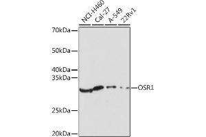 Western blot analysis of extracts of various cell lines, using OSR1 Rabbit pAb (ABIN7269080) at 1:1000 dilution. (OSR1 Antikörper)