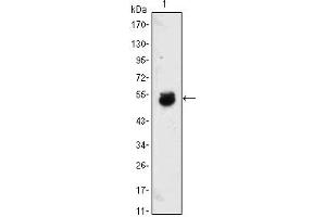 Western Blot showing BMP4 antibody used against BMP4-hIgGFc transfected HEK293 cell lysate. (BMP4 Antikörper)