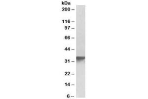 Western blot testing of human platelet lysate with GOLPH3 antibody at 0. (GOLPH3 Antikörper)