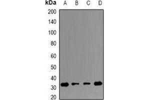 Western blot analysis of ERP29 expression in THP1 (A), Hela (B), mouse testis (C), mouse spleen (D) whole cell lysates. (ERP29 Antikörper)