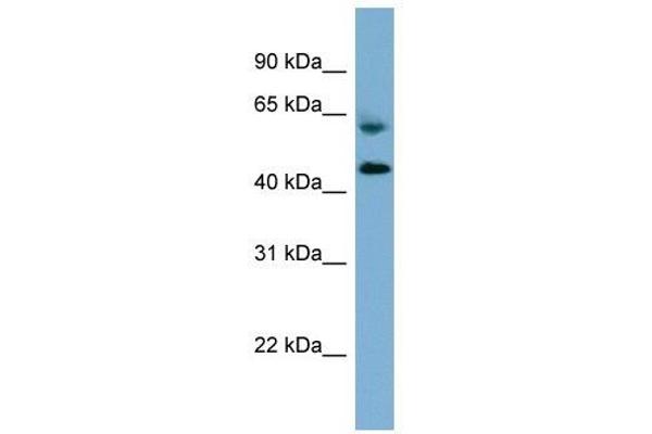 RMND1 Antikörper