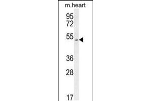 Western blot analysis in mouse heart tissue lysates (35ug/lane). (SLC10A4 Antikörper  (C-Term))