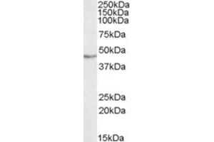 Image no. 2 for anti-TAR DNA Binding Protein (TARDBP) (Internal Region) antibody (ABIN375078) (TARDBP Antikörper  (Internal Region))