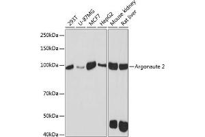 Western blot analysis of extracts of various cell lines, using Argonaute-2 antibody (ABIN7265671) at 1:1000 dilution. (AGO2 Antikörper)