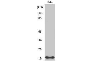 Western Blotting (WB) image for anti-BCL2-Associated X Protein (BAX) (N-Term) antibody (ABIN3174000) (BAX Antikörper  (N-Term))