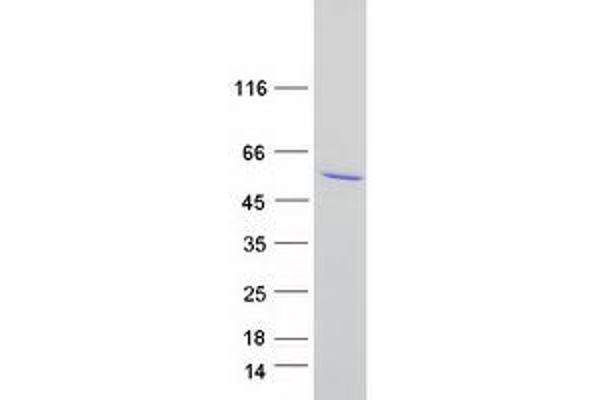 Fam172a Protein (Myc-DYKDDDDK Tag)